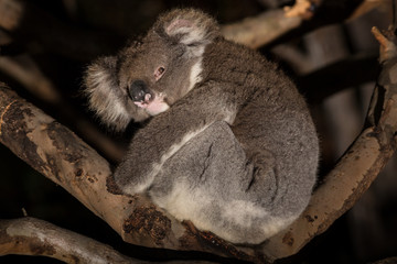 A koala,  Phascolarctos cinereus, resting in  eucalyptus tree at night.