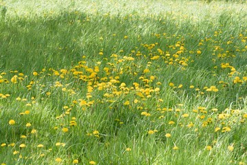 eine Löwenzahnwiese