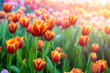 Tulip flowers with tulips field background