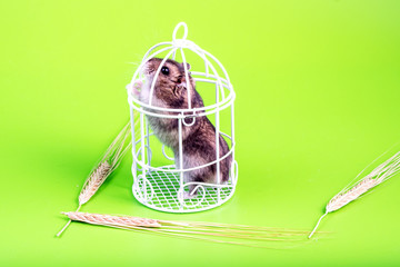 the hamster stands on its hind legs and tries to get out of the cage around the spikelets lying...