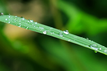 morning dew drops on green grass leaves