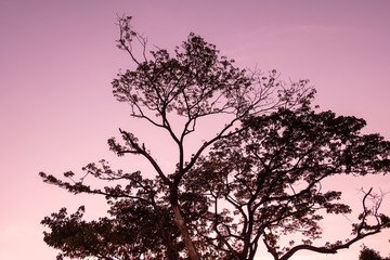 Fototapeta na wymiar The silhouette of the tree with sunset.