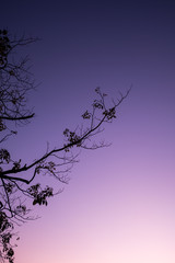The silhouette of the tree with sunset.
