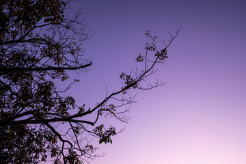 The silhouette of the tree with sunset.