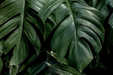 Obraz na płótnie Canvas green monstera leaf background, tropical leaf, abstract green leaf texture