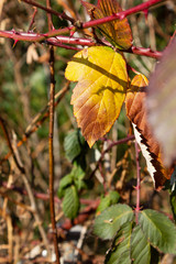 frozen winter leaves