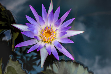 closeup beautiful lotus flower and green leaf in pond, purity nature background, red lotus water lily blooming on water surface and dark blue leaves toned