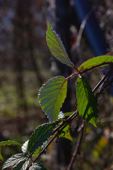 frozen winter leaves