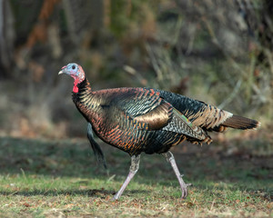 Wild Turkey