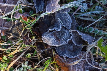frozen winter leaves