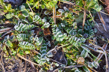 frozen winter leaves