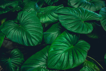 Fototapeta na wymiar abstract green leaves texture, nature background, dark tone wallpaper
