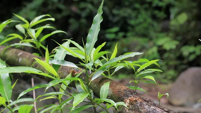 Jungle Foliage