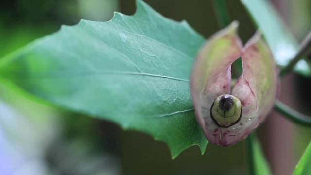 Jungle Flower Buds
