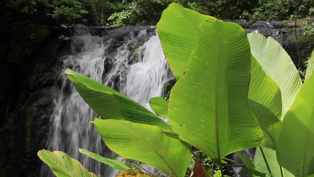 Big Leaves & Costa Rican Waterfall