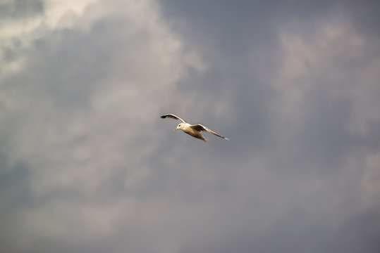 Seagull in flight upon cloudy sky with wings blured in motion one early autumn day