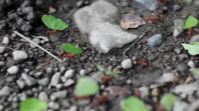 Leafcutter Ants