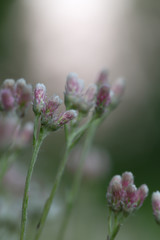 Blooming mountain everlasting, Antennaria dioica