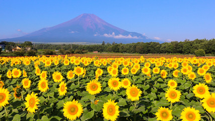 山中湖村　富士山と満開のヒマワリ