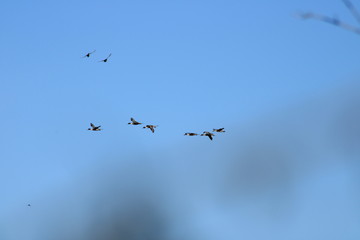 Flock of pintail ducks