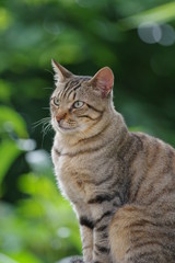 新緑に包まれた猫ちゃん