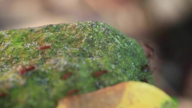 Leaf-cutter Ants