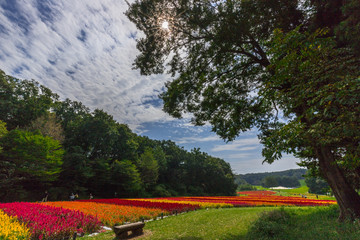 Fototapeta premium ケイトウ畑と青空