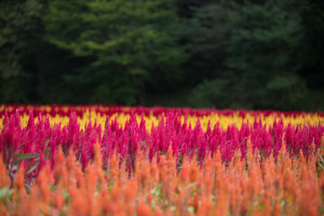 ケイトウの花畑