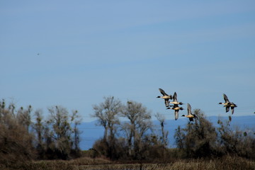 Flock of pintail ducks
