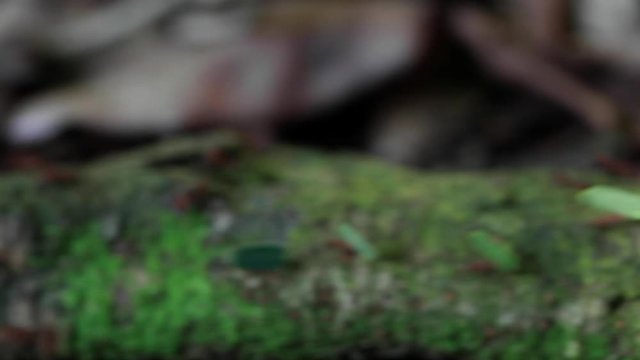 Leaf-cutter Ants