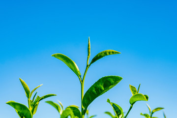 Close up, Tea leaves with morning sun light.