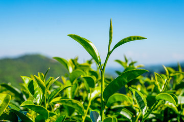 Close up, Tea leaves with morning sun light.