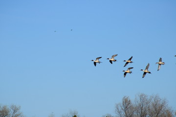 Flock of pintail ducks