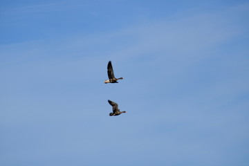 Flock of pintail ducks
