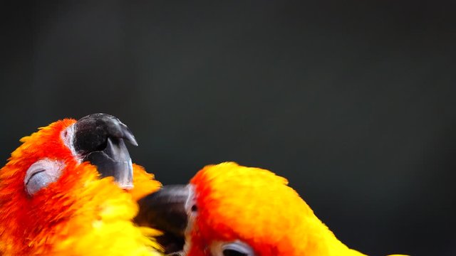 4K The sun parakeet beautiful colours of yellow orange and red (Aratinga solstitialis) also known as the sun conure in thailand.