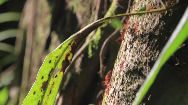 Leaf-cutter Ants