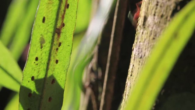 Leaf-cutter Ants