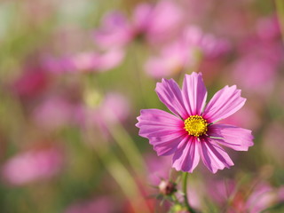 Obraz premium Pink Sulfur Cosmos, Mexican Aster flowers are blooming beautifully in the garden, blurred of nature background