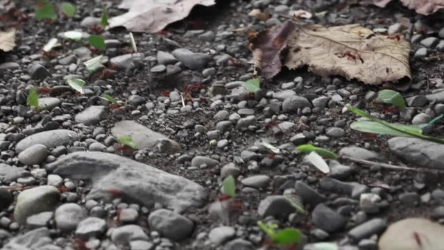 Leaf-cutter Ants