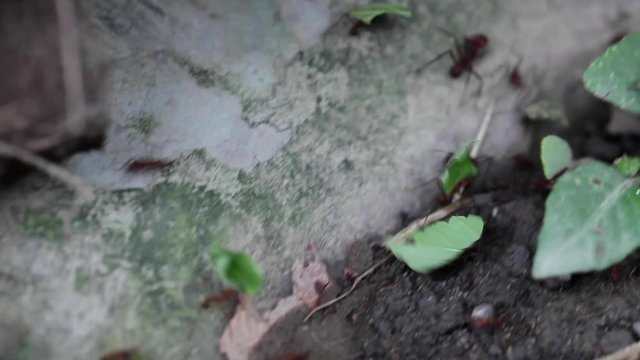 Leaf-cutter Ants
