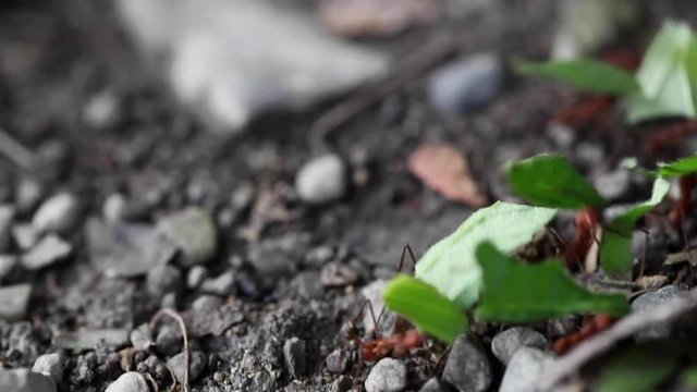 Leaf-cutter Ants