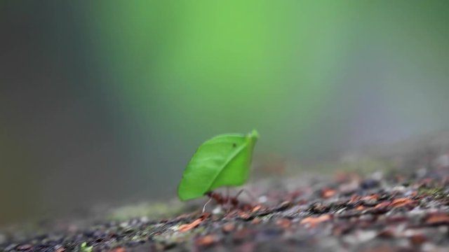 Leaf-cutter Ants