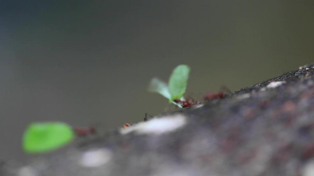 Leaf-cutter Ants