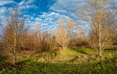 Obraz premium Colorful wet forest in Germany with moss and lichen during Winter snow free illuminated by sunset, closeup, details