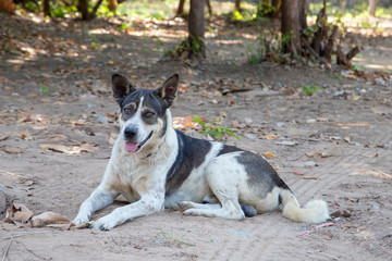 A white dog with  black spots lying on the ground
