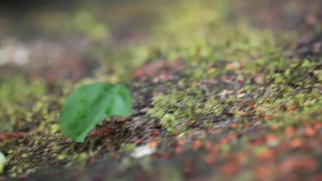 Leaf-cutter Ants