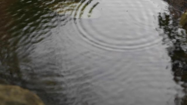 Raindrop Ripples