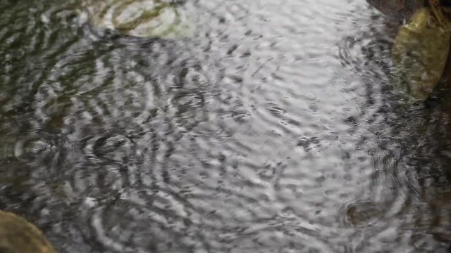 Raindrop Ripples
