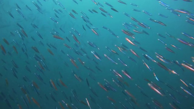 blue water ocean with small sardines getting hunted by bigger fish