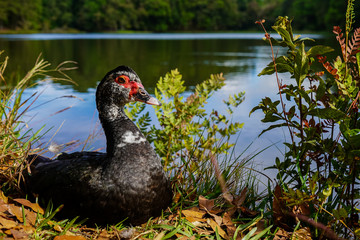 Beautiful elegant duck sitting near a lake
